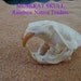 MUSKRAT SKULL TAXIDERMY Teeth Animal Craft Supplies