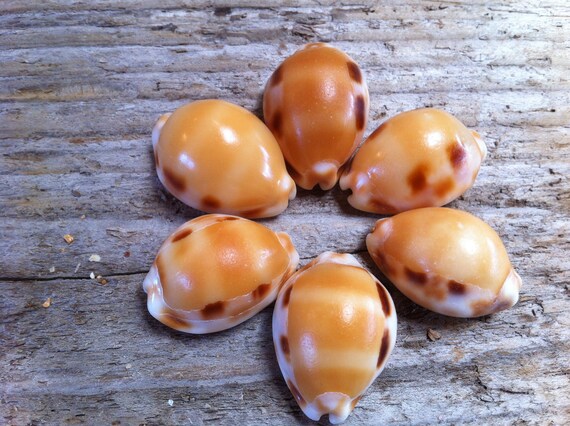 items-similar-to-6-rare-hawaiian-checkered-cowries-from-kauai-endemic