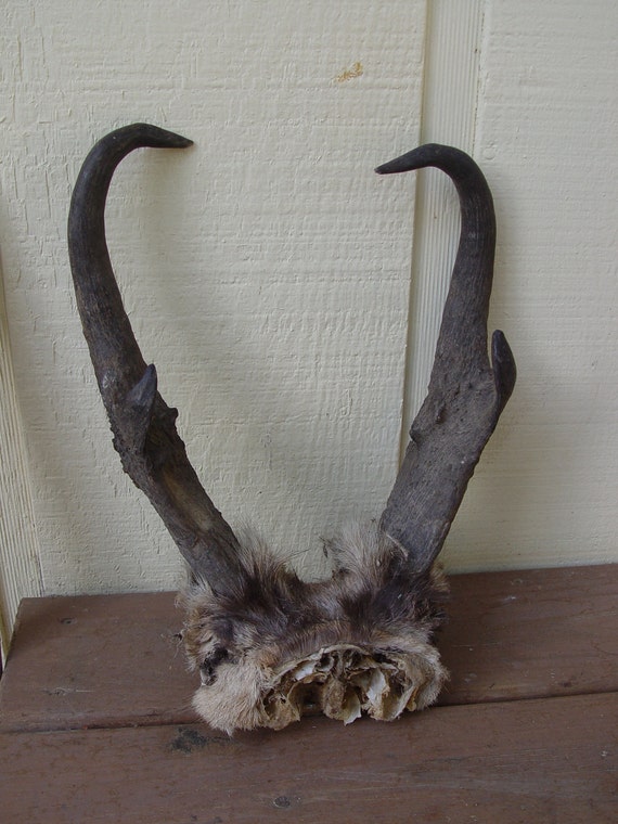 Antelope Pronghorn Antlers Horns