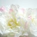 White peony-Hair clip-Weddings,Accessories Hair bride,bridesmaid,girl photo prop-White,pink-Silk,artificial flowers