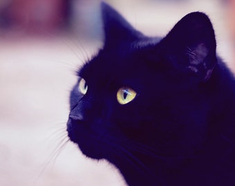 Popular items for black cat art on Etsy