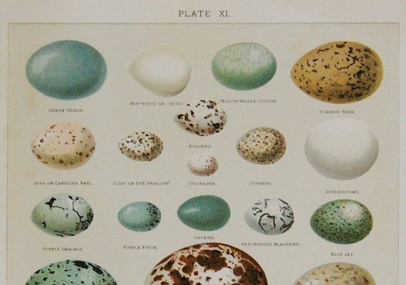 Eggs of North American Birds Print 1902 Antique Dictionary