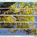 Your Shop Banner. Maple in Blossom