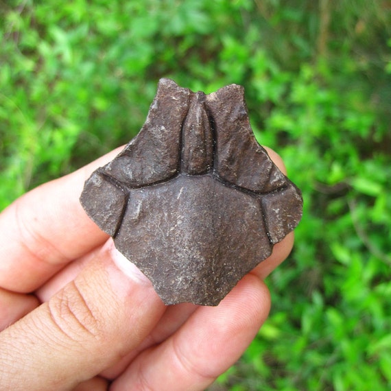 Ice Age Fossil Turtle Nuchal Shell Scute Over 10000 by SeFossilCo