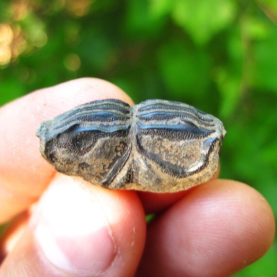 Six Fossil Pufferfish Teeth Multicolored and Great for Wire