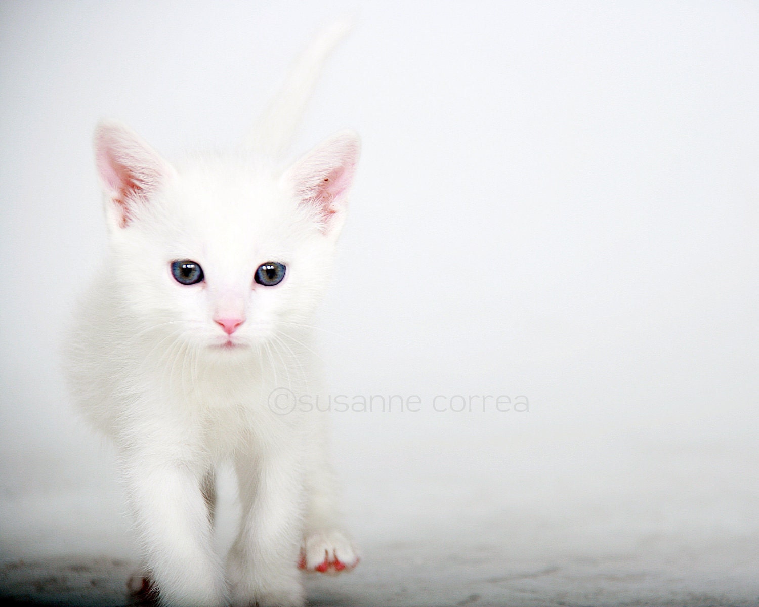 Котята белые искусственные