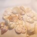 Gumpaste Seashells - 50 count