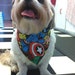 Marvel Superheroes Dog Bandana / Kerchief Red Tie, Avengers, Hulk, Thor, Captain America, Iron Man, Spiderman, Wolverine