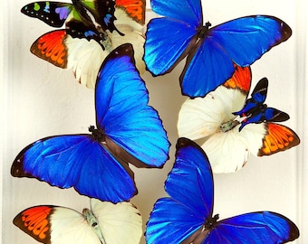 9 x 12 Blue Morpho Display with Orange tip butterflies