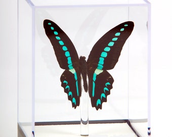 4 3/4" tall Table Display with Milon Butterfly.