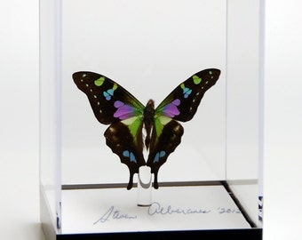 4 3/4" tall Table Display with Weiski Butterfly.