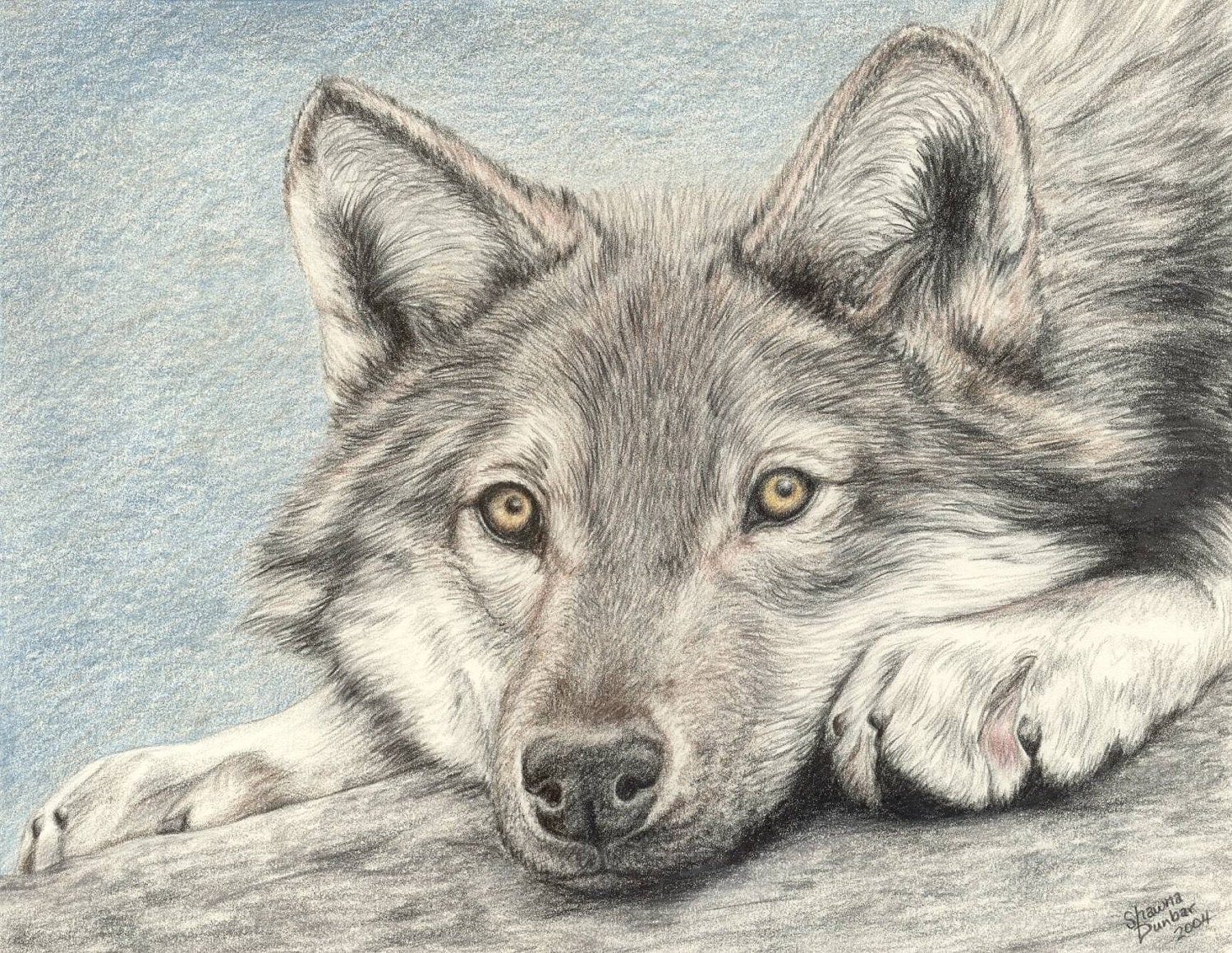 Рисунки нарисованные карандашом фото. Волк рисунок. Нарисовать волка. Рисунки Волков карандашом. Волк карандашом.
