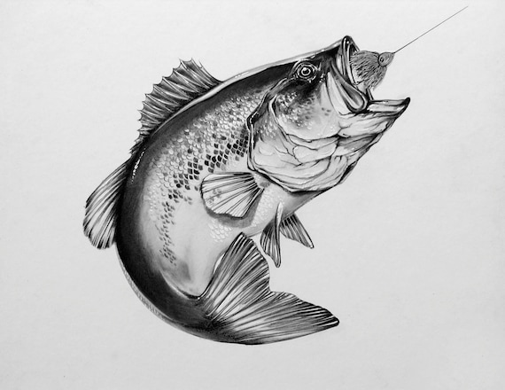 Items similar to Pencil/charcoal Study / Largemouth Bass on Etsy