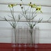 Five Vintage Test Tubes/Bud Vases "Instant Collection"