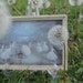 Miniature Ballet Scene - Mid-Century Framed Picture