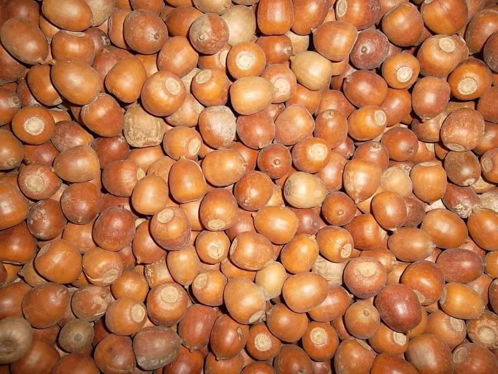 Acorns for Sale Oak Acorns by on Etsy