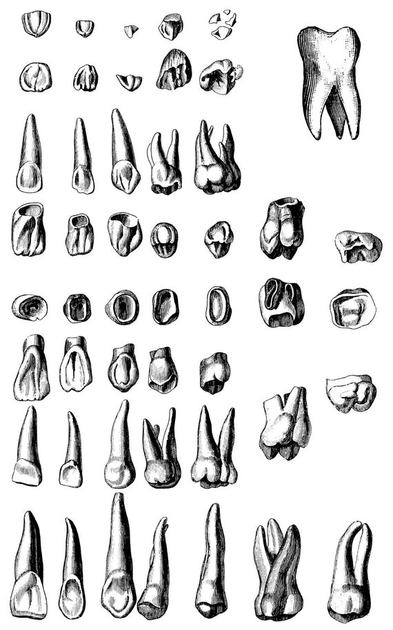 Human teeth Old medical atlas illustration Digital Image 121