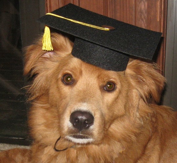 Items similar to Pet Graduation Hat on Etsy