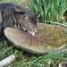 Concrete Bird Bath, Molded with Natural Leaf Unique Shape, Autumn Colors