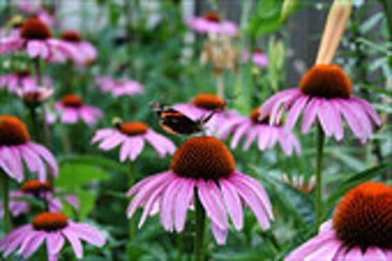 purple coneflower poisonous to dogs