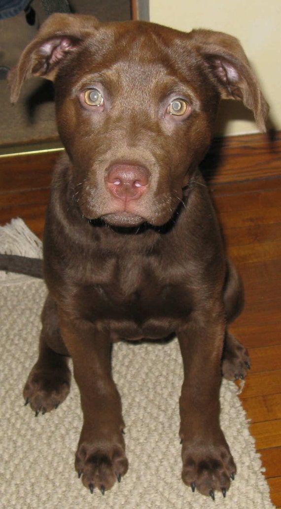Items similar to Chocolate Lab/Pit Bull Mix 3D body wearing a real