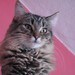 BadgerACat