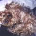 PawmadeByBailey