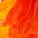 301poppyrose