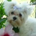 maltesedreamer