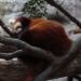 RedPandaCreations