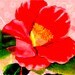 PinkCamelliaBoutique