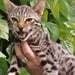 barbiebengal