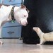 smilingAPBT