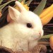 bunnyatomic