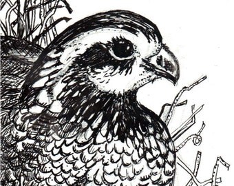 Pen and Ink Drawing Bird Quail Bob White Original Drawing Black and White Paint Chip Art