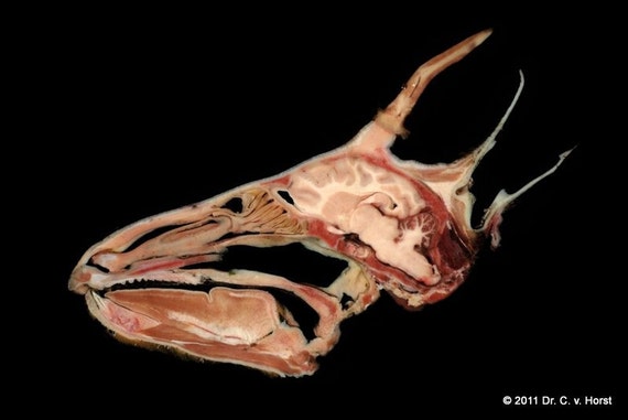 Items similar to Deer head brain nasal cavity horn anatomy specimen