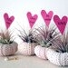 valentine // air plant // urchin terrarium garden