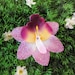Purple Sparkle Orchid Hair Flower Clip
