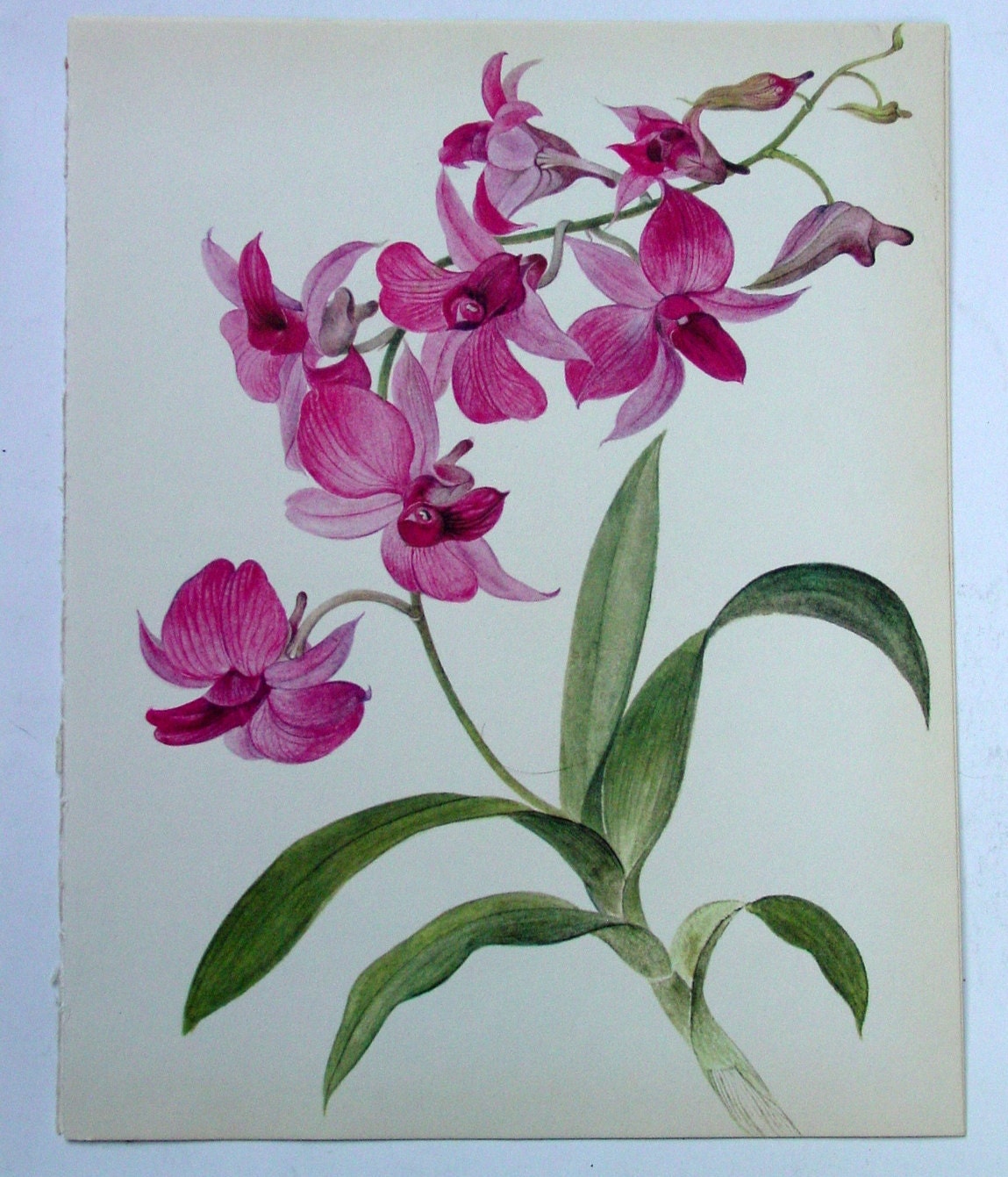 Vintage Orchid Illustration Botanical Print by GoodlookinVintage