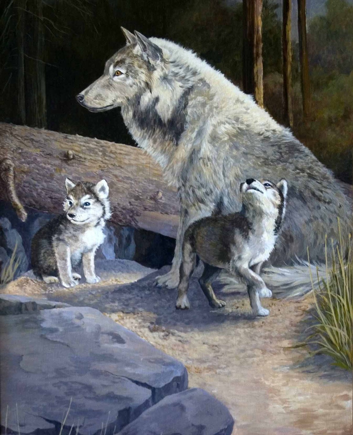 Волк волчица и 2 волчонка