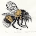 Bumblebee Linocut - Lino Block Illustration of European Bumblebee, Bee Biodiversity Print Collection, Bombus Terrestris, Insects Pollination
