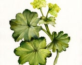 Ladys Mantle- botanical art print