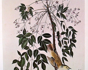 1978 Vintage Audubon Bird Print White Eyed Vireo