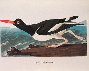 American Oystercatcher 1979 Vintage Audubon Bird Print Book Plate