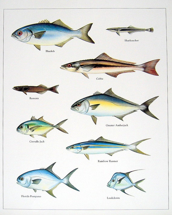 Gulf Of Mexico Fish Species Chart