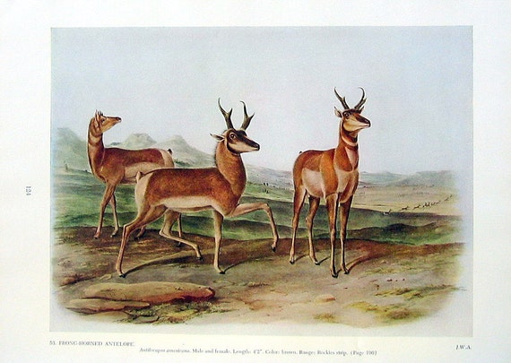 Audubon Prong Horned Antelope Print 1951 Vintage Audubon