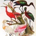 Ibises and Flamingoes 2 Sided Vintage 1972 Encyclopedia Book Plate