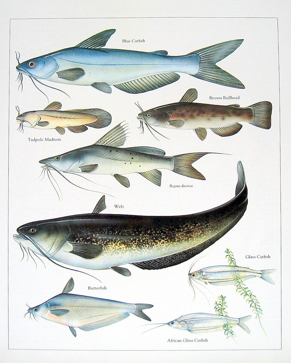 Blue Catfish Tadpole Madtom Brown Bullhead etc. Vintage