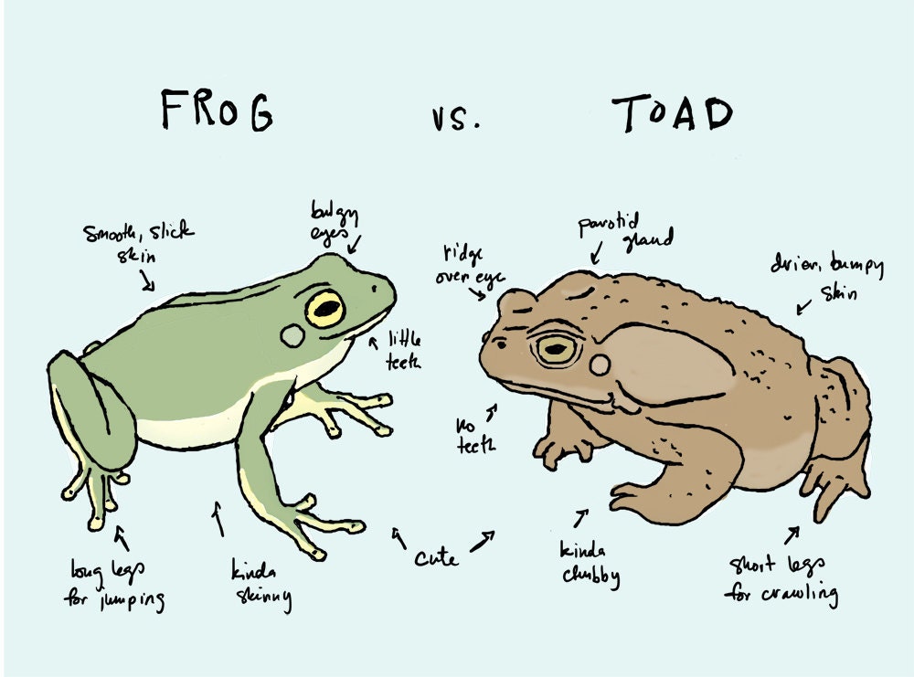 frog vs. toad art print: clash of the anurans