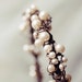 pearl wire tiara 'first frost'